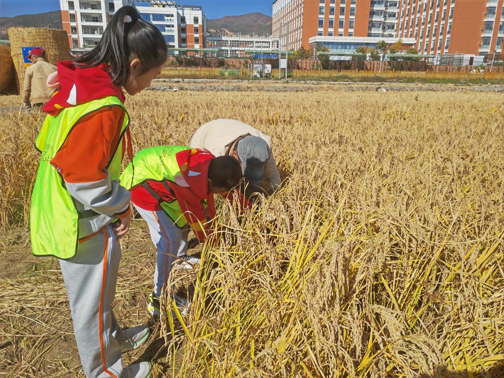 “一粒米”铺开的新“稻”路(图2)