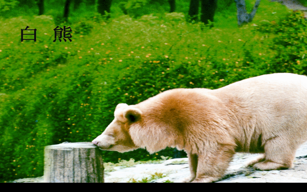 这，就是神农架国家公园候选区(图5)