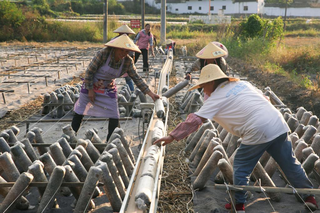 稳产增收好“丰景” 播撒来年新希望——多地秋收冬种一线扫描(图3)