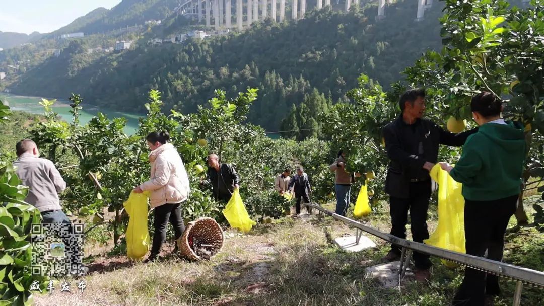 咸丰朝阳寺镇：千余亩白柚进入采摘期 振兴路上蜜柚飘香(图1)
