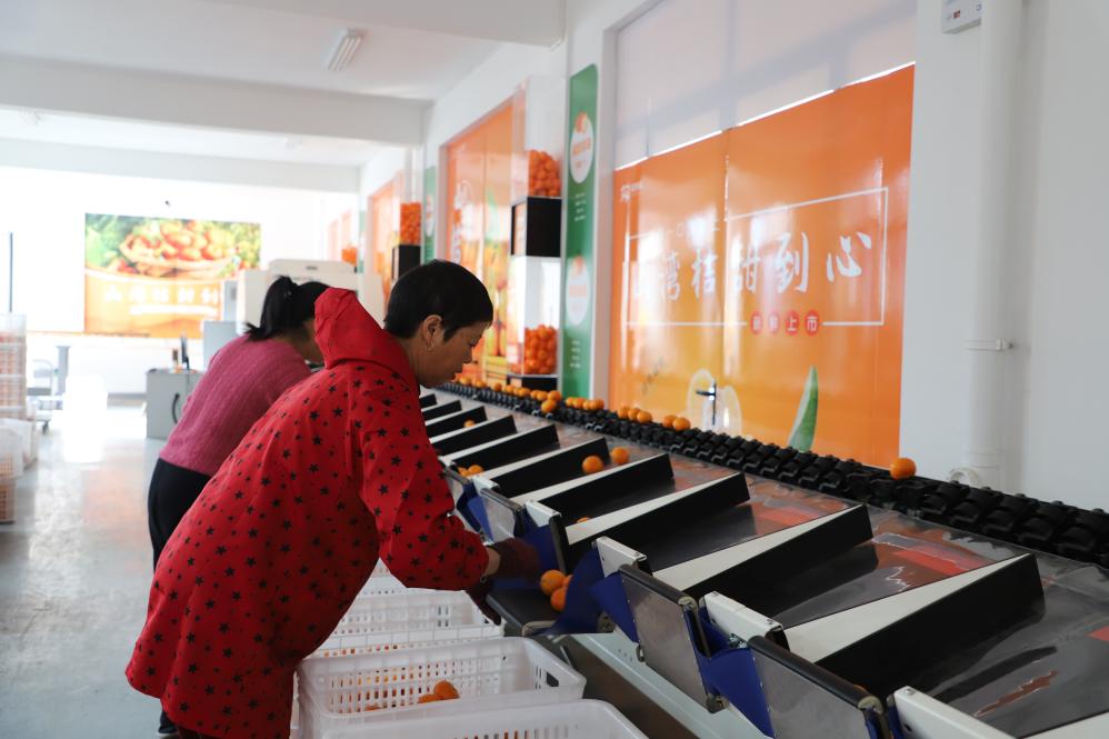 浙江三门：柑橘林结出“致富果”(图1)