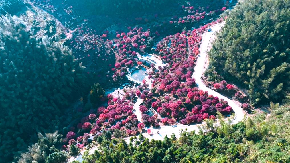 入冬好风景 带热乡村游(图3)