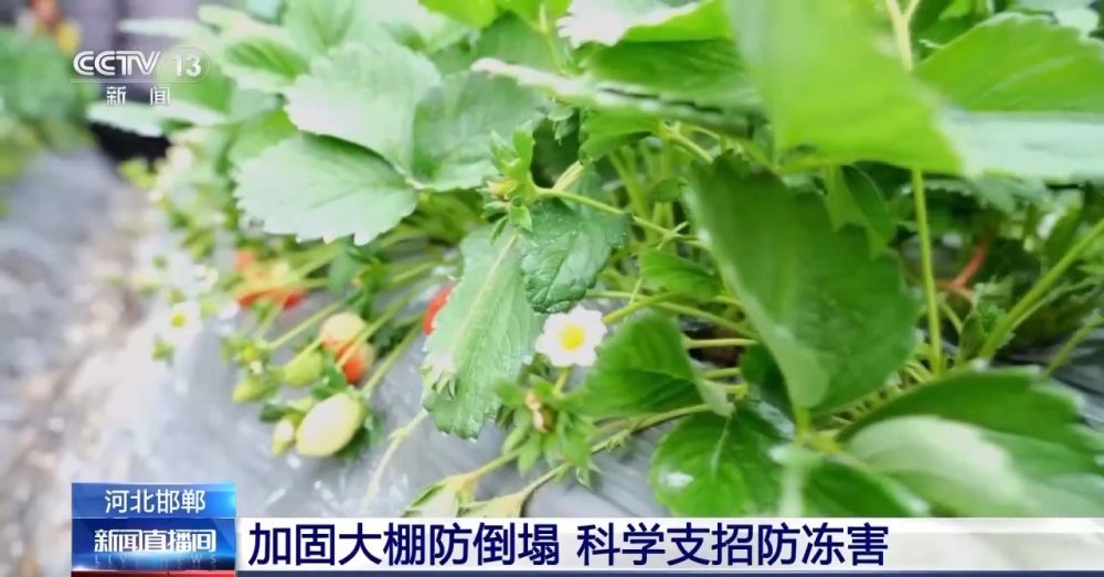 “菜篮子”量足价稳！从田间到超市 多方发力保供稳价(图1)