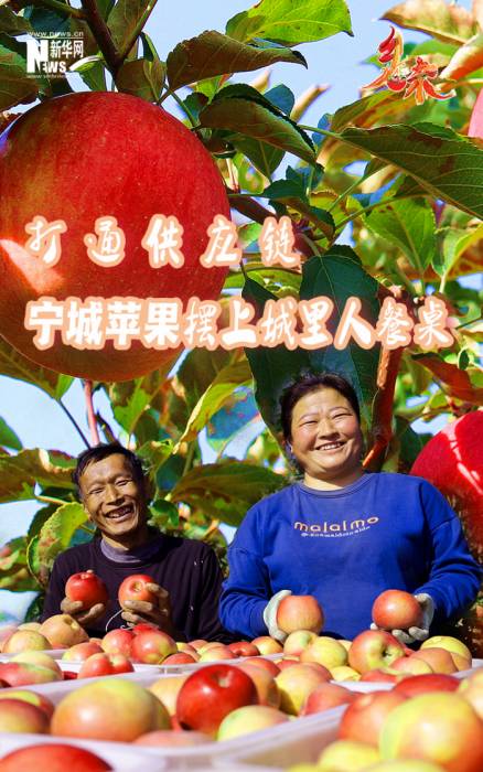 打通供应链 宁城苹果摆上城里人餐桌(图1)