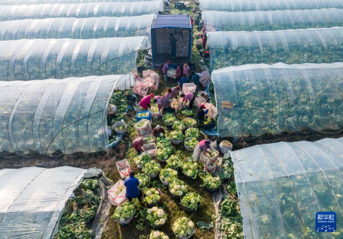 保障“菜篮子”供应(图5)