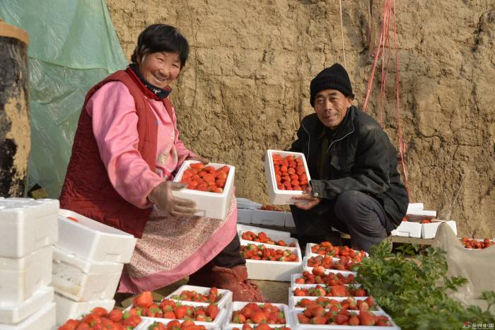 新春走基层丨河北望都：草莓香甜里的增收笑脸(图1)
