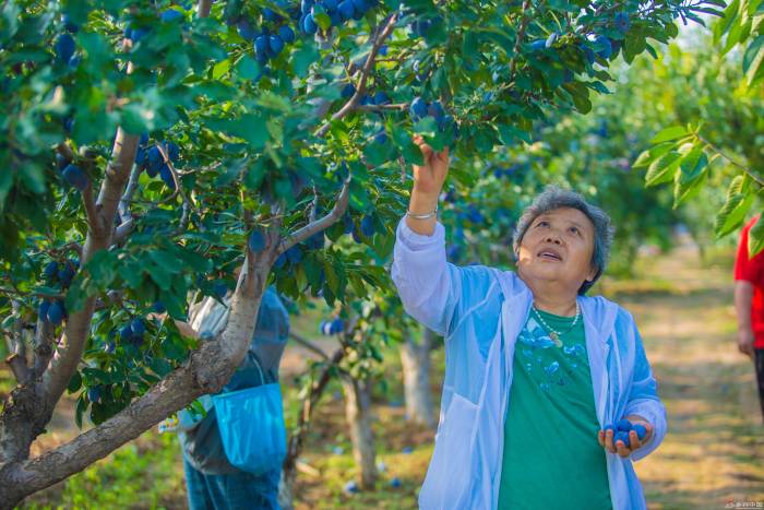 游客们采摘新鲜的西梅。太原市尖草坪区委宣传部供图