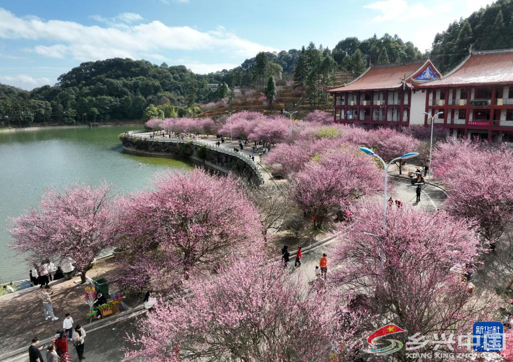福建福州:梅花绽放迎游客(图1)