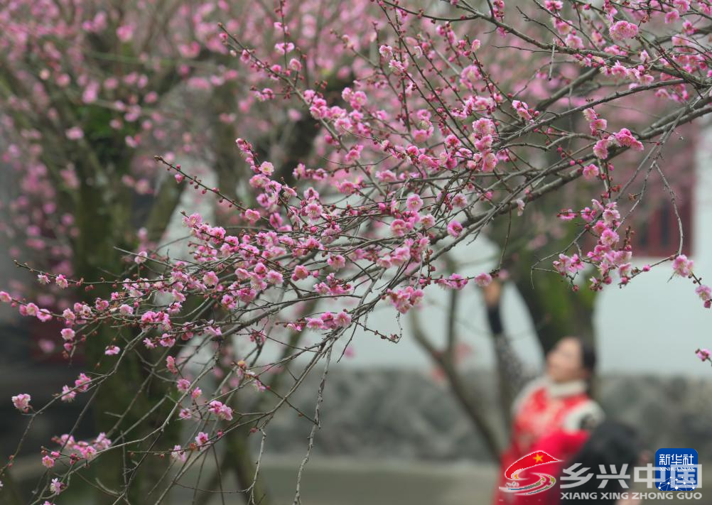 福建福州:梅花绽放迎游客(图2)