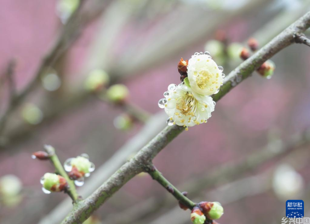 福州：千年古刹举办梅花文化节(图6)