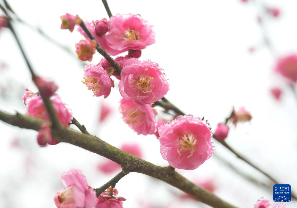 福州：千年古刹举办梅花文化节(图7)
