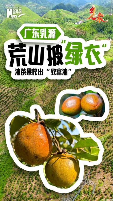 广东乳源：荒山披“绿衣” 油茶果榨出“致富油”(图1)