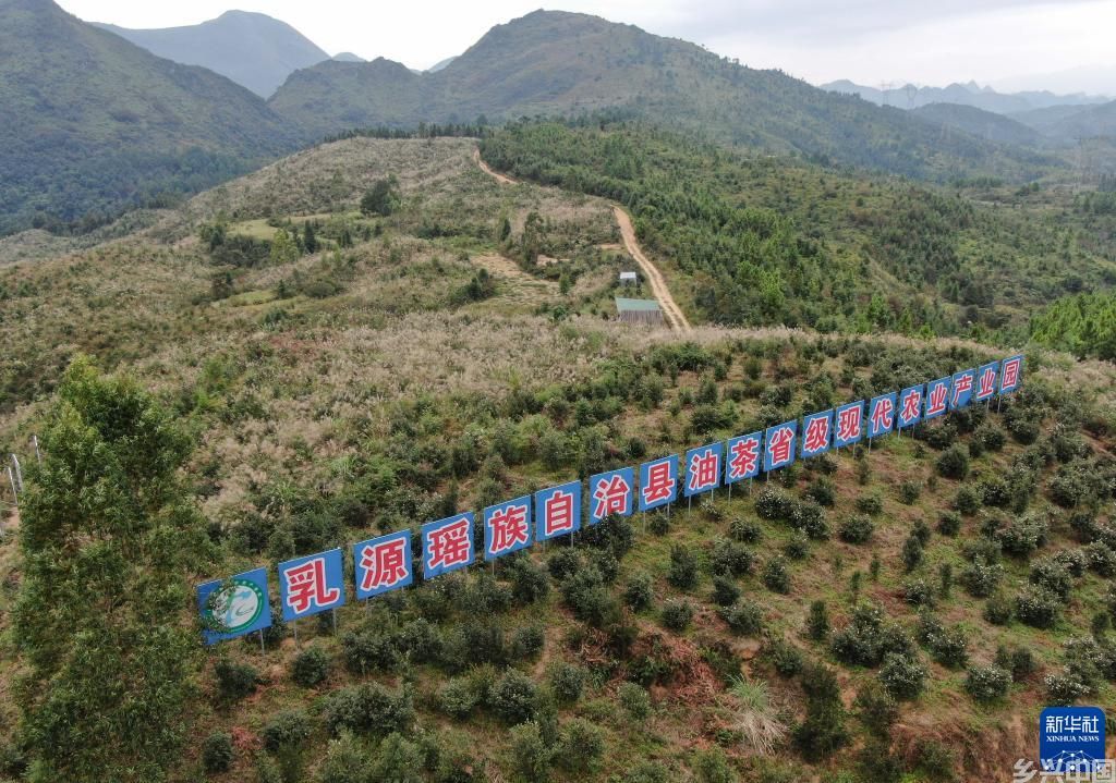 广东乳源：荒山披“绿衣” 油茶果榨出“致富油”(图2)