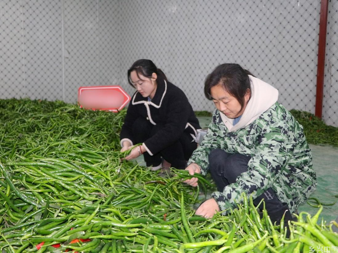 为了保证品质，当地村民正在挑拣辣椒，现摘现发。受访者供图
