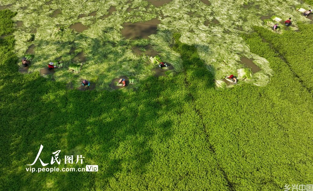 广西南宁：采收水芹