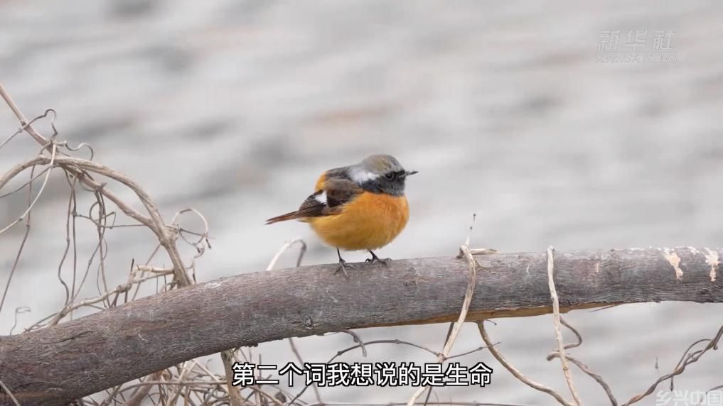 唱响守护生态的理想之歌(图3)