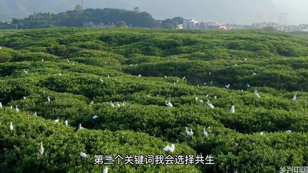 唱响守护生态的理想之歌(图4)