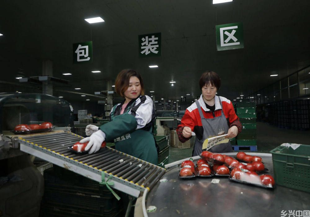 “河北净菜”如何成为“北京好菜”(图2)
