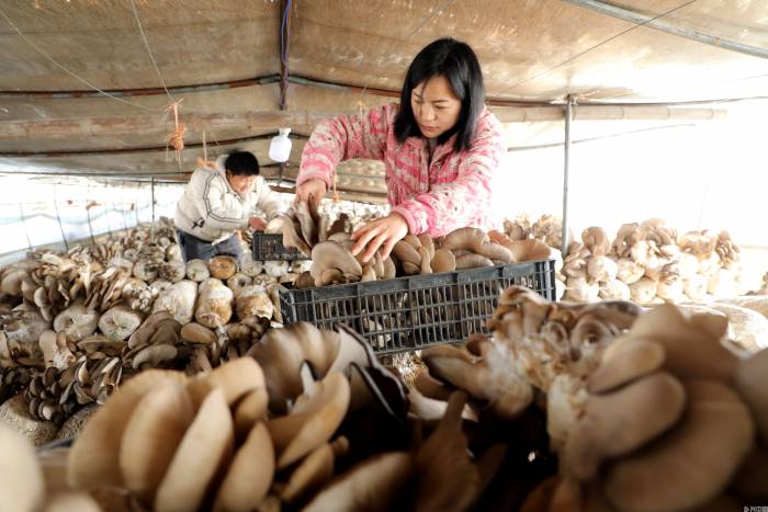 安徽阜阳: 推动食用菌产业做大做强(图1)