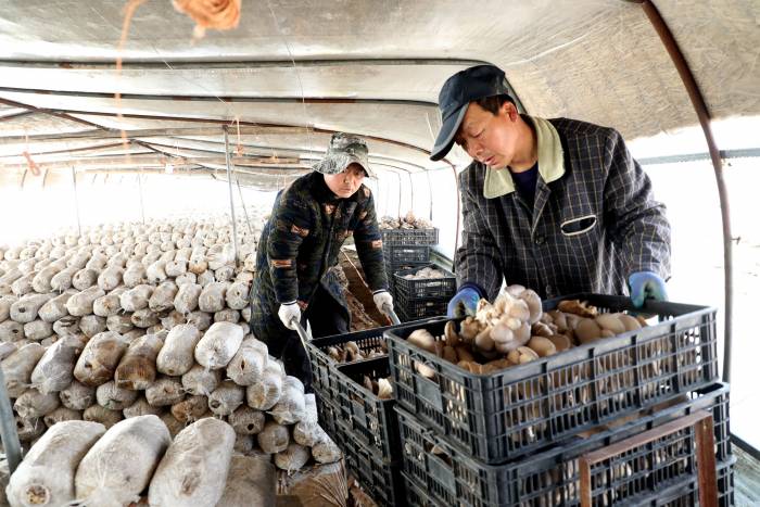 安徽阜阳: 推动食用菌产业做大做强(图2)