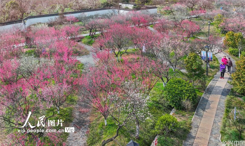 2024年2月27日，苏州吴中区梅园，春梅绽放，吸引不少游客前来踏春赏梅。