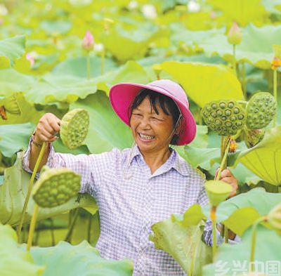太空莲 致富莲(图2)