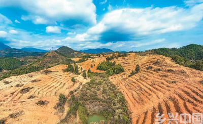 近年来,江西省抚州市南丰县市山镇竹源村因地制宜扶持当地农户利用荒山坡地种植油茶,使油茶成为山区群众致富奔小康的绿色产业。图为竹源村油茶种植区。 谢 东摄(人民视觉)