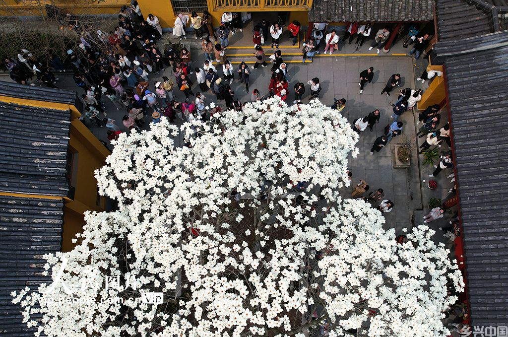 浙江杭州：法喜寺玉兰花开