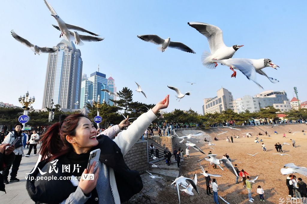 2024年3月14日,一名游客与红嘴鸥亲密互动。
