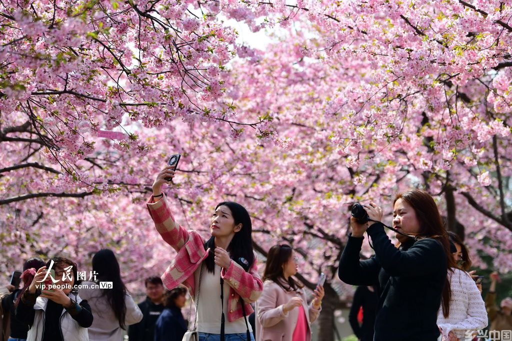 3月15日，游人在江苏无锡太湖鼋头渚景区拍摄早樱。   