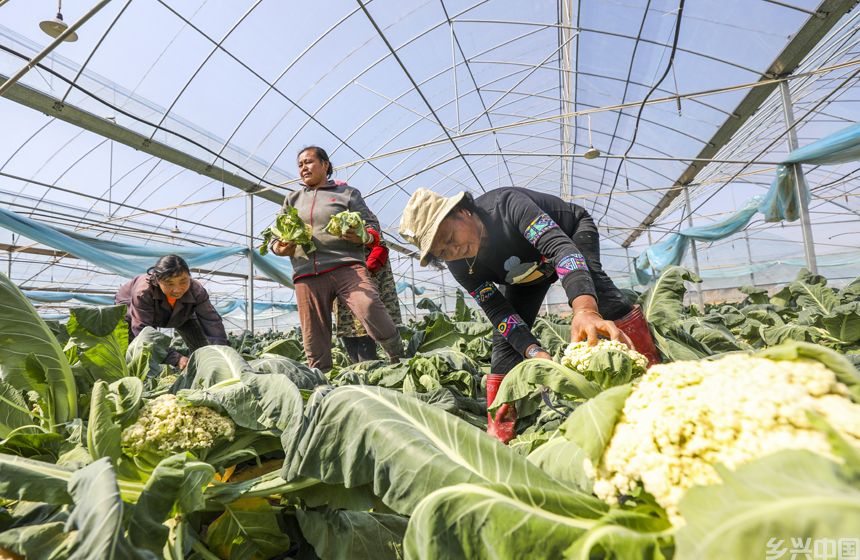 村民正在采收西蓝花。谢东摄