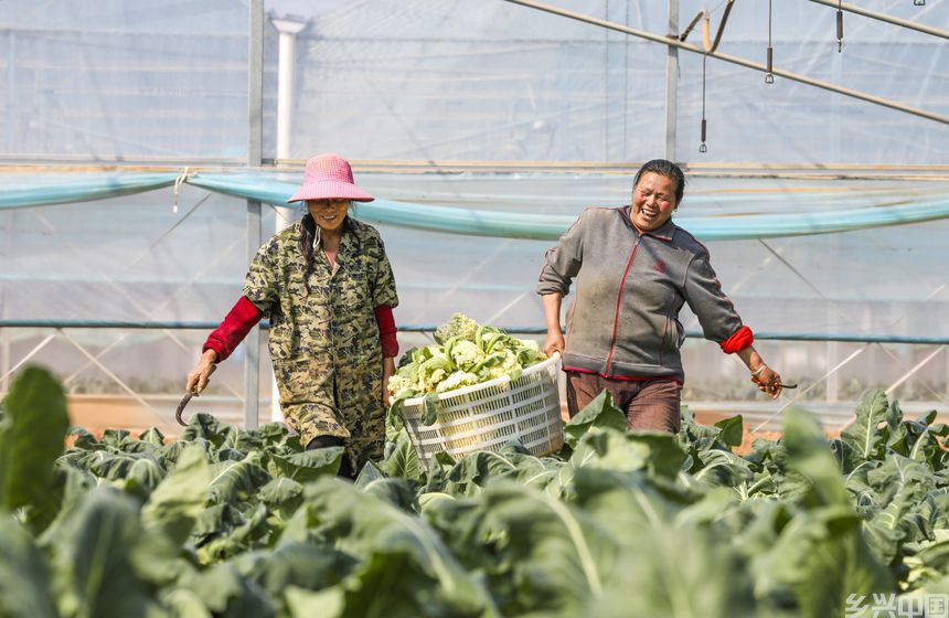 村民正在采收西蓝花。谢东摄