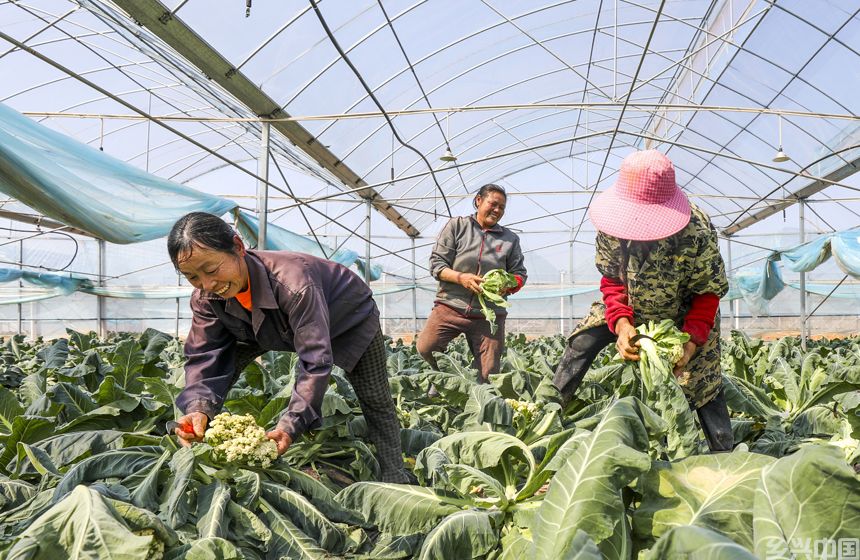 村民正在采收西蓝花。谢东摄