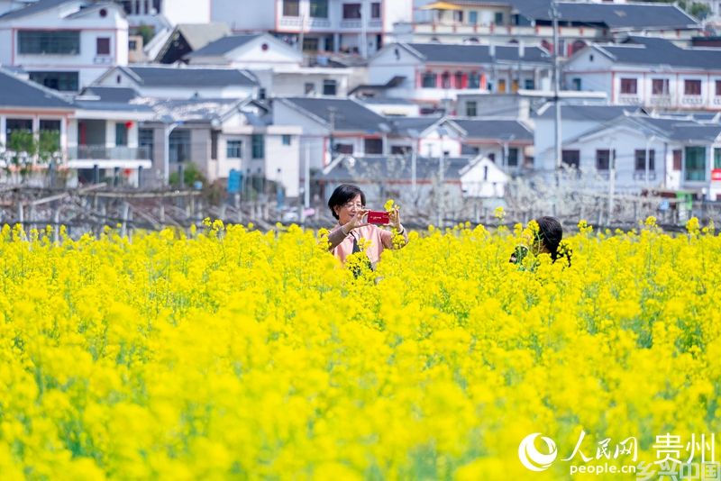 在油菜花中拍照的游客。人民网记者 涂敏摄