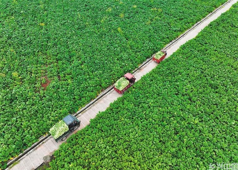 丰富“菜篮子”(图1)