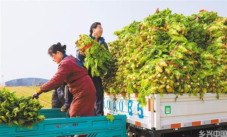 丰富“菜篮子”(图6)