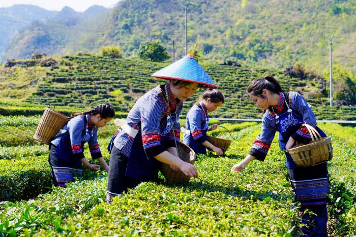 春茶飘香助民富(图1)