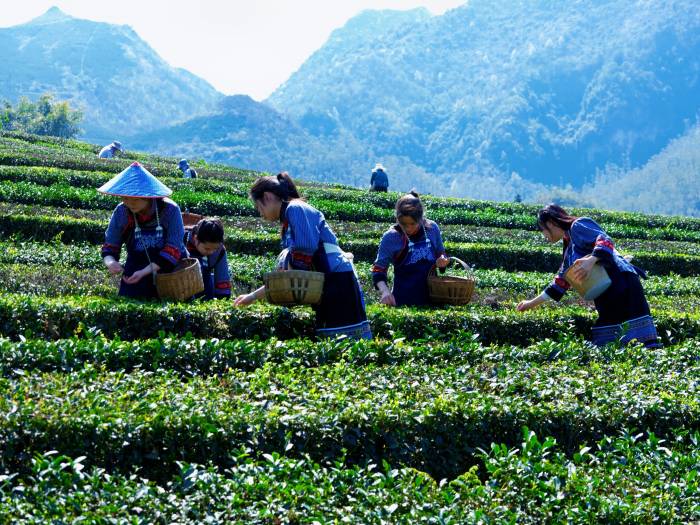 春茶飘香助民富(图2)