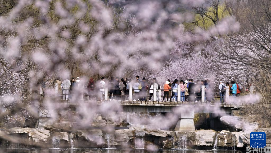 北京：踏青赏花度周末(图5)