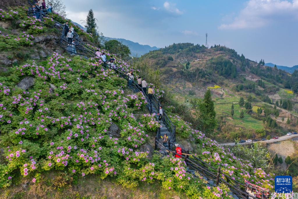 重庆垫江：牡丹花开迎客来(图1)