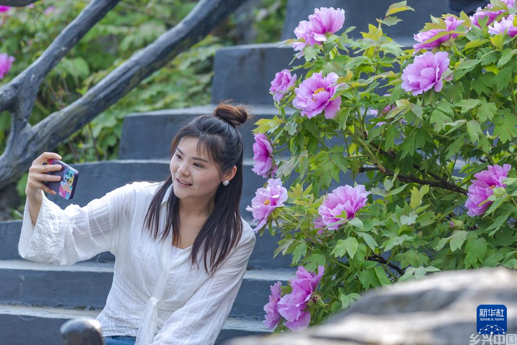 重庆垫江：牡丹花开迎客来(图2)