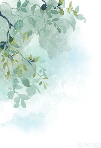 古树发新芽 茶香飘万家(图1)