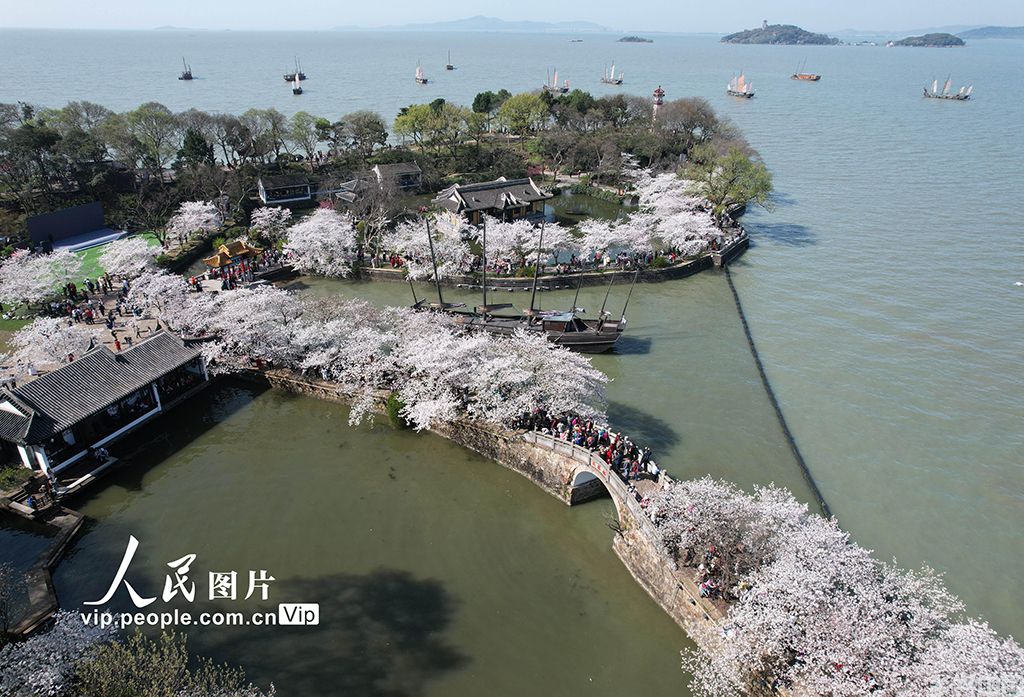 江苏无锡：鼋头渚樱花开【4】