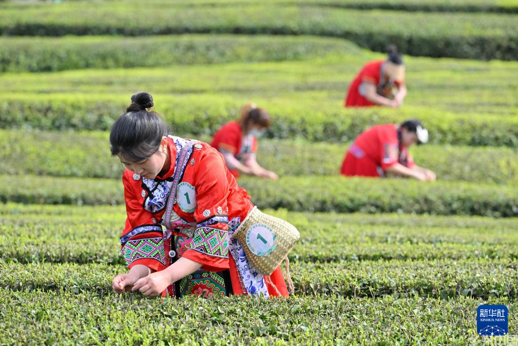 茶园景区赛采茶(图3)