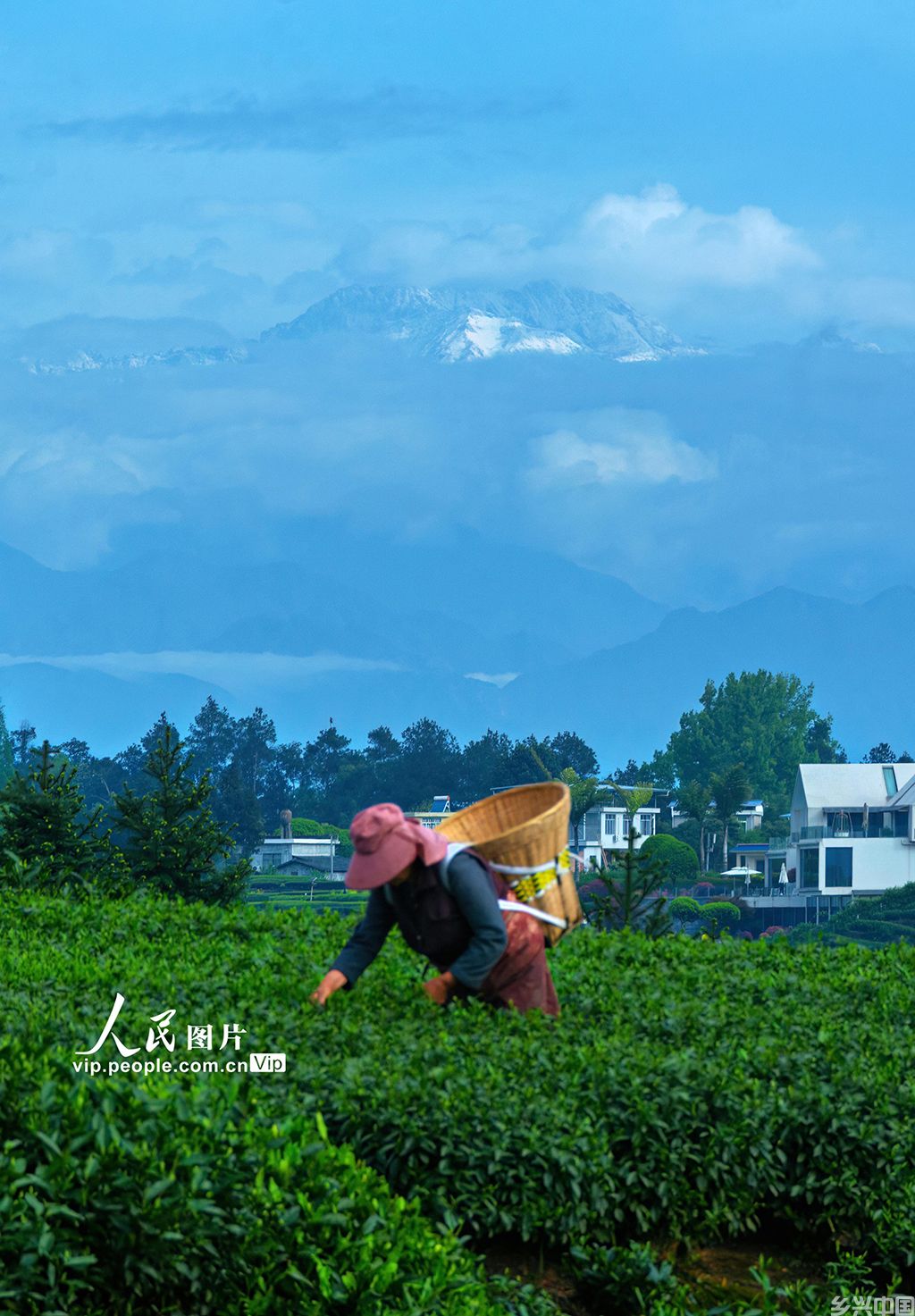 四川雅安：雪山茶园美如画【7】