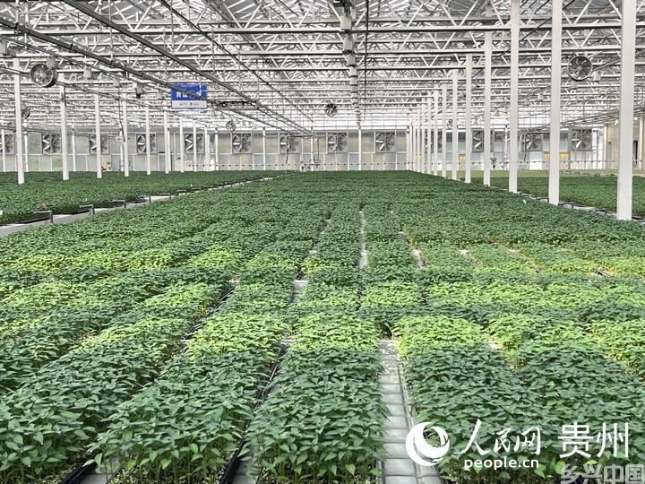 贵州省现代种业集团蔬菜种苗繁育中心育苗温室内一片青翠。人民网 陈洁泉摄