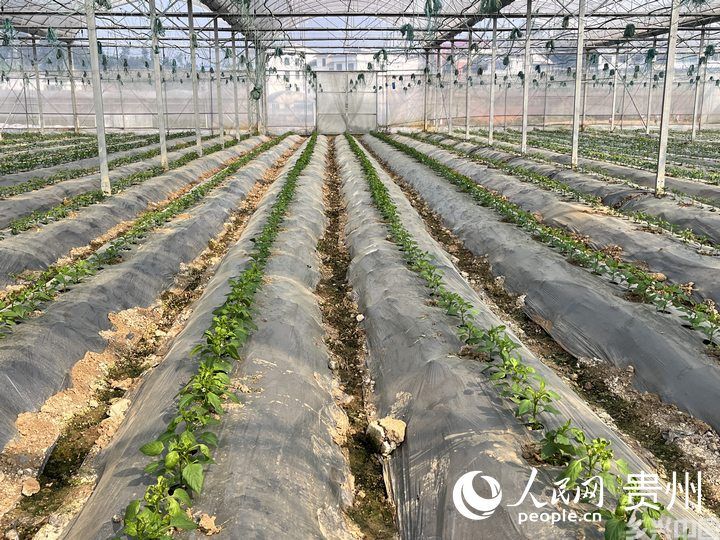 贵阳市临江村高标准蔬菜保供基地内蔬菜长势良好。人民网 陈洁泉摄