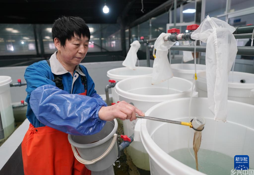 河北曹妃甸:中国对虾虾苗繁育忙(图2)