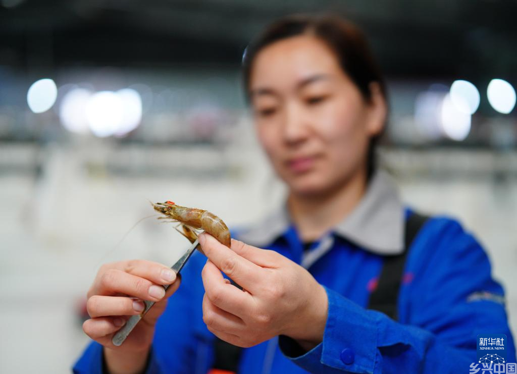 河北曹妃甸:中国对虾虾苗繁育忙(图3)