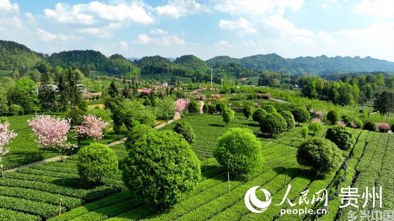 航拍湄潭核桃坝村茶园。人民网 阳茜摄